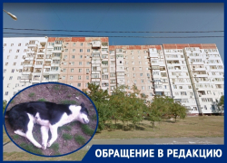 Волгодонский живодер с Гагарина вновь начал убивать животных