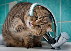 Жители дома в старой части Волгодонска уже пол месяца живут без горячей воды