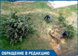 Варварское спиливание 30-летней алычи возмутило жителей дома №34 по Бульвару Великой Победы  