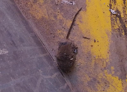 Автобус, где сдохла мышь, продезинфицируют 