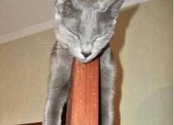 Тимофей — четырнадцатый участник конкурса «Самый красивый кот Волгодонска»