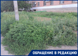 «И это городская территория»: заросли травы на Советской показали волгодонцы 