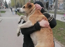 Их десятки: названо количество отловленных и выпущенных на волю бродячих собак в Волгодонске 