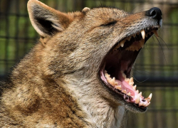 Стая шакалов зашла в Волгодонск на дачи и базы отдыха: чем это грозит людям