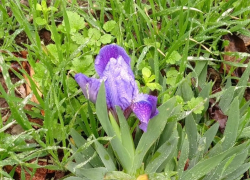 За две недели до начала зимы в степях под Волгодонском зацвел редкий ирис