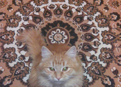 Муся — шестнадцатая участница конкурса «Самый красивый кот Волгодонска»