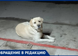 «Кто потерял лабрадора?: жители Волгодонска ищут хозяина породистого пса