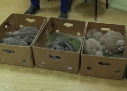 Волгодонец тайком перевозил в коробках краснокнижных филинов и орланов