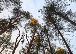 Зимой на лыжах, летом – пешком: сосновые леса под Цимлянском стали популярным местом отдыха 