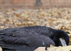 Десятки разлагающихся трупов птиц несколько дней «украшают» сквер «Дубравушка» в Волгодонске