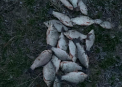 Два года тюрьмы грозит 62-летнему волгодонцу за незаконную ловлю рыбы 