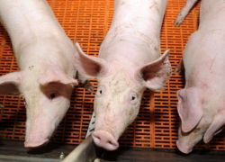 Свиней пытались вывезти из зоны карантина по африканской чуме в Морозовске  