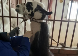 Специалисты Волгодонской СББЖ проводят ветеринарный контроль цирковых животных, гастролирующих в городе