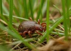 Паразиты вышли на охоту: за неделю клещи напали на пять волгодонцев
