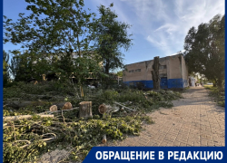 «Что за лесоповал?»: горожанка считает, что здоровые деревья погубили из-за участка земли на улице Черникова