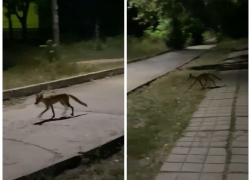 Исхудавшие лисы с набережной на В-9 сбежали в центр Волгодонска