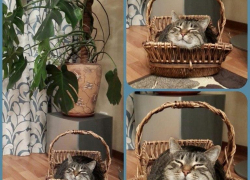 Моисей — двадцатый участник конкурса «Самый красивый кот Волгодонска»