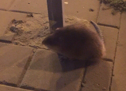 Неизвестное животное похожее на огромную крысу потрясло волгодонцев