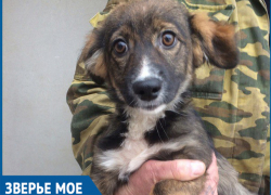 Четырехмесячного щенка выбросили погибать на стройку в Волгодонске