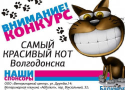 Завершен прием заявок на конкурс «Самый красивый кот Волгодонска»