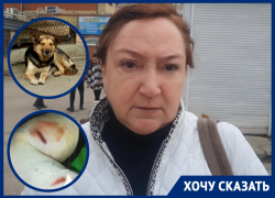 «Так искусали, что я не могла встать»: агрессивные собаки на рынке «Солнышко» напали на волгодончанку