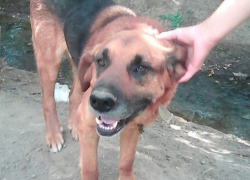 Волгодонец отдал своего сторожевого пса на съедение корейцам – зоозащитники