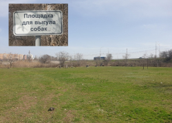 Даже у детей такого нет: по новым правилам Волгодонск должен строить специальные городки для собак