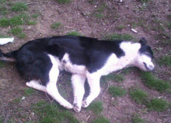 Наркоман убивает животных в своей квартире, угрожает соседям ножом и мастурбирует на детской площадке в Волгодонске