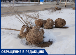 Брошенные в снегу на проспекте Мира саженцы деревьев обнаружили волгодонцы