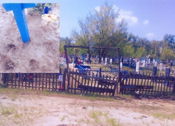 В Цимлянском районе коровы пасутся на кладбище и поедают цветы с могил