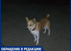 «Нападает на женщин в старом городе из темноты сзади»: о хитром кобеле, отплатившем черном неблагодарностью людям, предупредили волгодончанок 