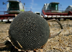 В Волгодонске на месте коттеджей будут выращивать пшеницу и подсолнечник
