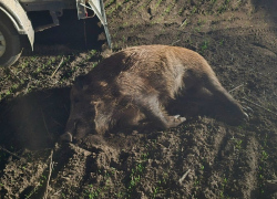 Убивал молодых самок: браконьер устроил массовую бойню кабанов с помощью ружья с тепловизором