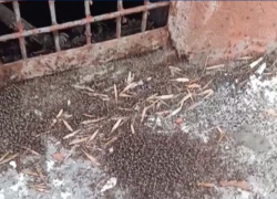 Коммунальщики Волгодонска вступили в бой с кровососущими на Ленина, 85