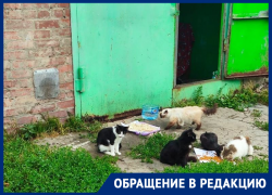 «Настоящий концлагерь!»: инфекции, проплешины, кровавые лишаи – волгодонцы в ужасе от содержания кошек в одном из гаражей