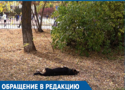 В Волгодонске массово потравили бездомных собак