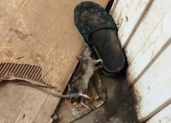 «Вот так мы встречаем приезжих»: волгодонцев напугала мертвая крыса на вокзале