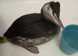 Замерзшую в сугробе у администрации чомгу спасла жительница Волгодонска