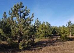 В Волгодонске особо настойчивым браконьерам-лесорубам может грозить срок лишения свободы