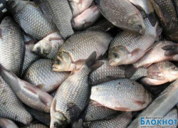 На дороге в Дубовку задержали возможного браконьера