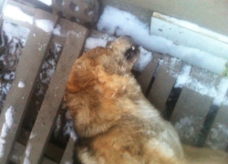 В Волгодонске неизвестные расстреляли привязанного пса из воздушки в упор 