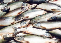 На автодороге Ростов-Волгодонск задержали водителей, нелегально перевозивших около 400 килограммов рыбы и более 100 килограммов раков