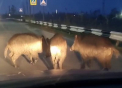 В Волгодонске на улицах города заметили семью диких кабанов