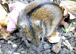 Погода убивает мышей: Волгодонск краем задел большой «мышемор» 