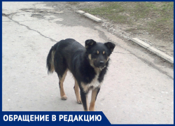 «Собаки стаей бросаются на людей на В-17»: волгодончанка