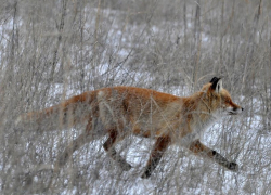 Кабанов и лисиц стало меньше: в Цимлянском районе провели перепись диких животных