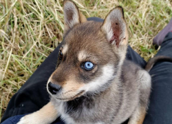 Волгодонские ветеринары предупреждают об осенних рисках для ваших питомцев