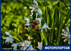 Совсем другие краски: весна в Волгодонске вступает в самую красивую фазу