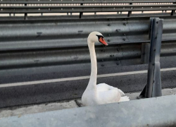 Застрявшего на середине моста лебедя выручили из беды спасатели в Волгодонске