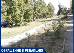 «Розы гибнут в сквере машиностроителей»: волгодончанка